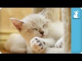 80 Seconds of an Adorable Kitten Taking A Cat Nap - Kitten Love
