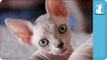 40 Seconds of Precious Sphynx and Bambino Kittens Part 1 - Kitten Love