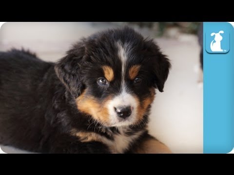 Cute Bernese Mountain Dog Puppies – Puppy Love