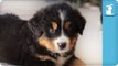 Cute Bernese Mountain Dog Puppies - Puppy Love