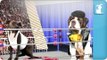 Pet vs Pet Rap Battle Tournament Round 2 / Pitbull vs. Saint Bernard (FO REALZ)
