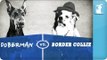 Pet vs. Pet Rap Battles: Doberman vs. Collie