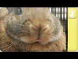 Cute Bunny Nose Twitching