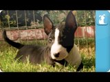 Bull Terrier Puppies - Puppy Love
