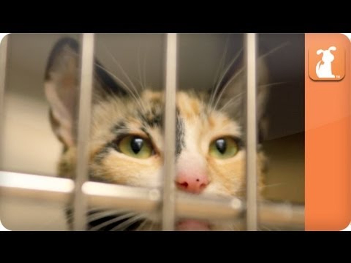 ⁣Cat Connection - Shelter Cats