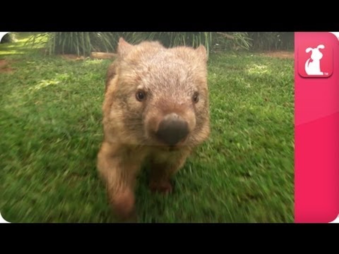 Bindi & Robert Irwin feature - Wombat (Kato)- Growing Up Wild.