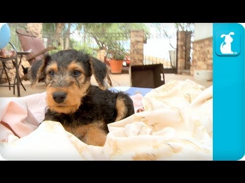 Airedale Terriers Puppies – Puppy Love