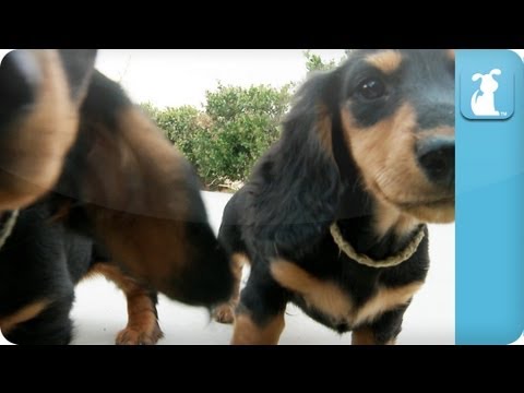 Dachshund Puppies – Puppy Love