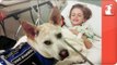 Healing Power of Pets - Seizure Detecting Dog assists boy