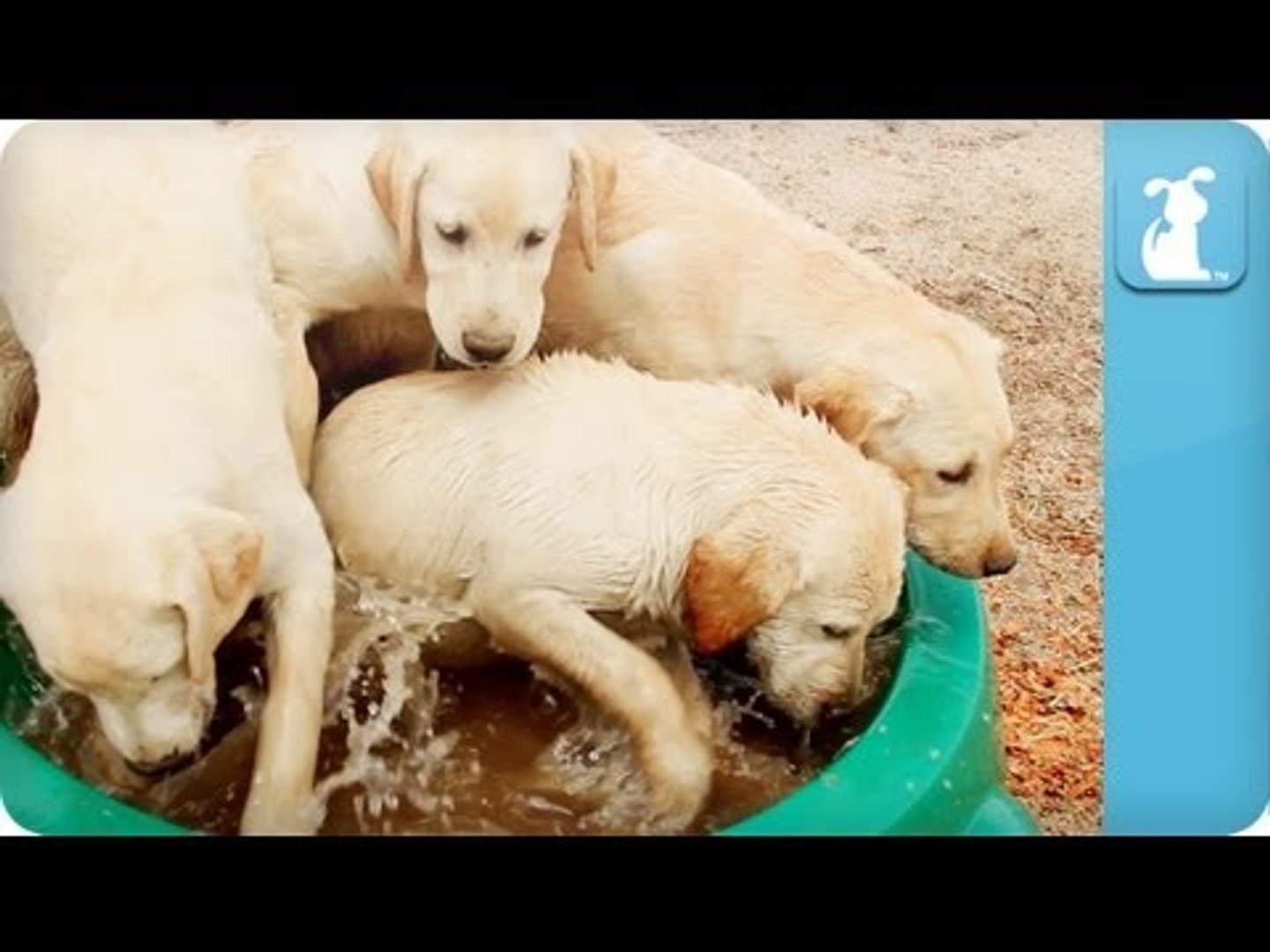 ⁣Puppy Love - Labrador Retrievers