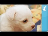 Puppies, Puppies, and More Puppies Episode 2