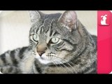 Territorial cat separates household - Pet Sense: Joe and Zachary