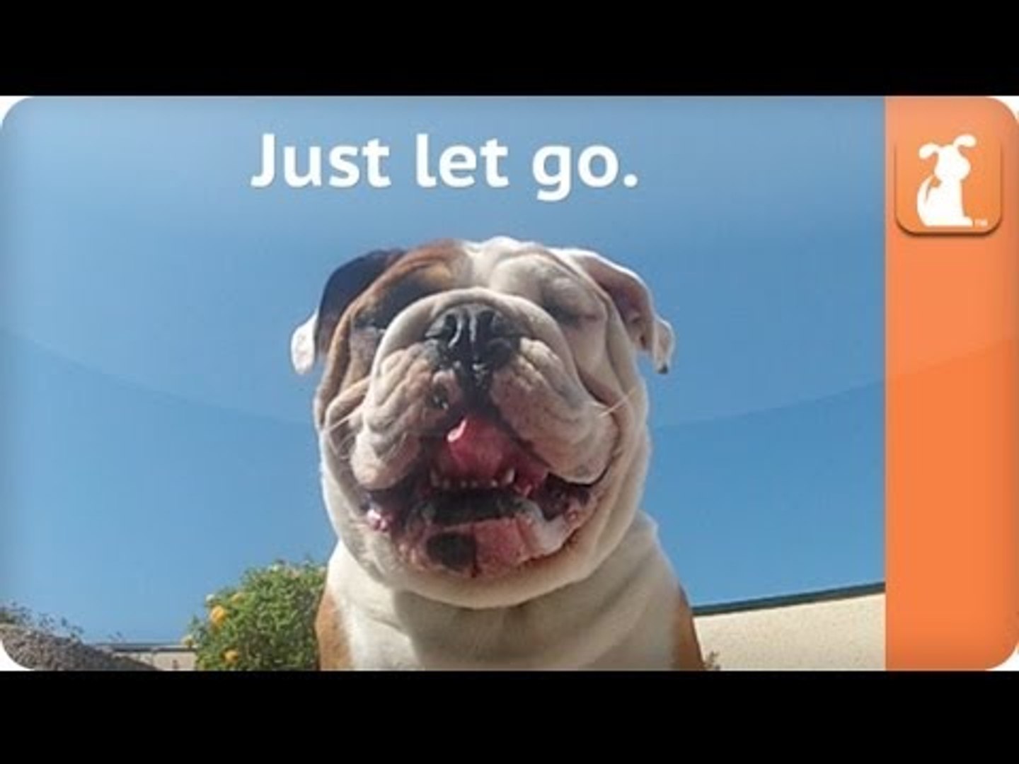 Dog Relaxation- Downward Dog