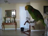 talking parrot, singing parrot