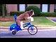 funny - dog - compilation - best - pets - agility - amazing - dogs - talent - canine - tricks - 2014