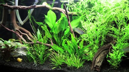 110 gallon tank planted aquarium