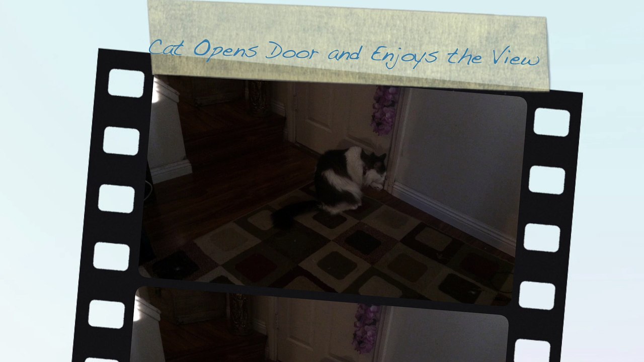 Cat Opens Door and Enjoys the View