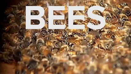 Truck Crash Spills Millions Of Bees