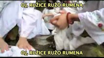Oj, Ružice Rumena
