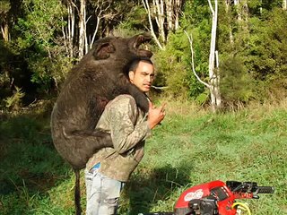 Pig Hunting NZ  100% Grunt Hokianga Hog hunters