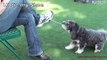 Cute Dog Pulls Off Impressive Tricks   Funny Videos