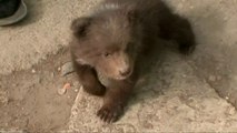 A Russian Family Adopted This Really Cute Baby Bear