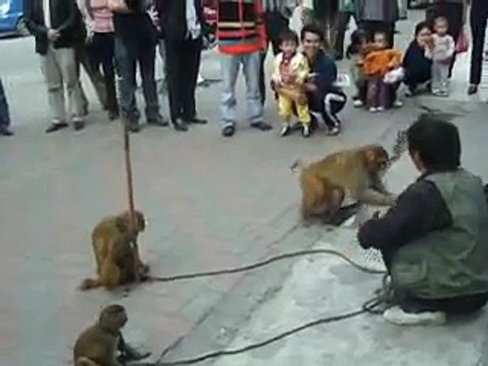 Crazy Monkey attacks Chinese Human Gunagzhou II