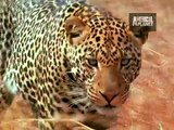 Ultimate Animal Moms - Leopard Mothers