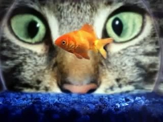 The Shirelles Mama Said There'd Be Days Like This