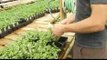 Buying Vegetable & Fruit Plants : Choosing & Planting Celery