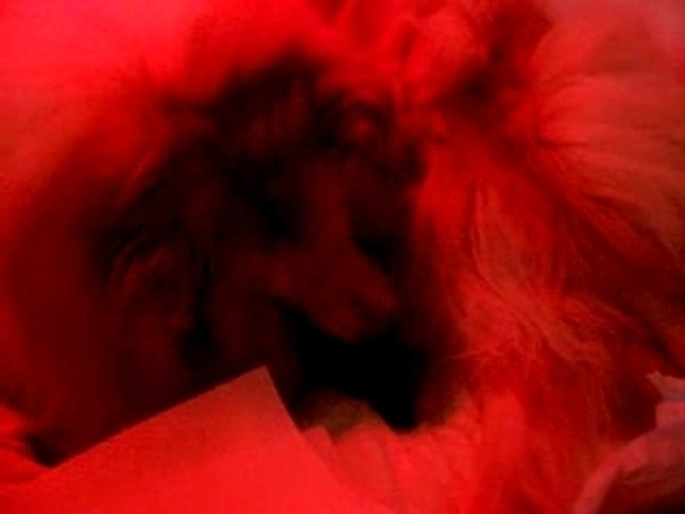 Mise bas sunshine 003