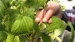 Tissue Culture Propagation of Berry Plants at Nourse Farms