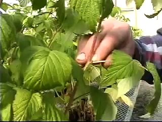 Tissue Culture Propagation of Berry Plants at Nourse Farms