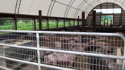 Raising Pigs the Natural Way