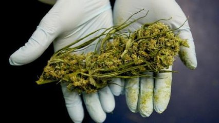 Federal Gov't Monopoly on Research Medical Marijuana
