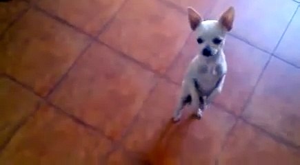 Perro bailando flamenco