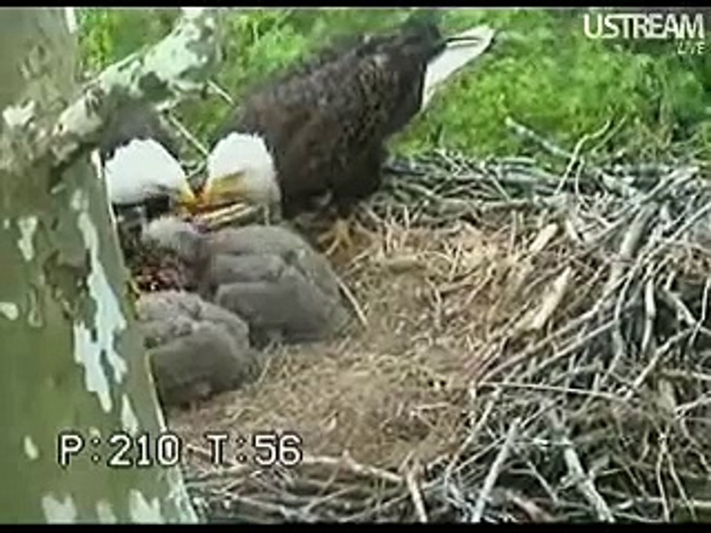 Eaglet  Bullies Sibling .Duke Farms Bald Eagles  04/21/10