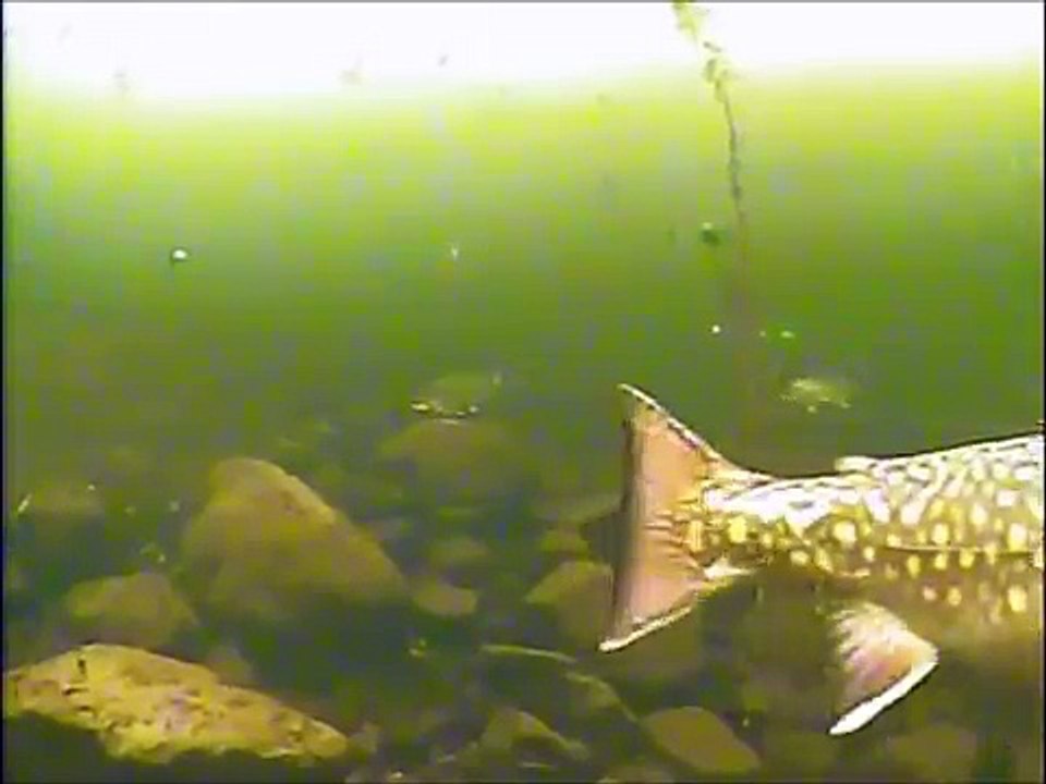 Monster Brook Trout - Underwater Ice Fishing