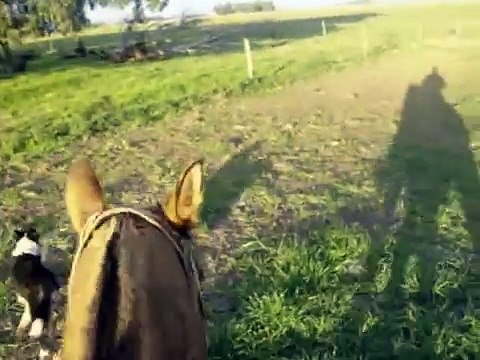 CABALLOS CRIOLLO ARGENTINO potrillos gauchos paisano pilchas apero recado cojinillo plateria