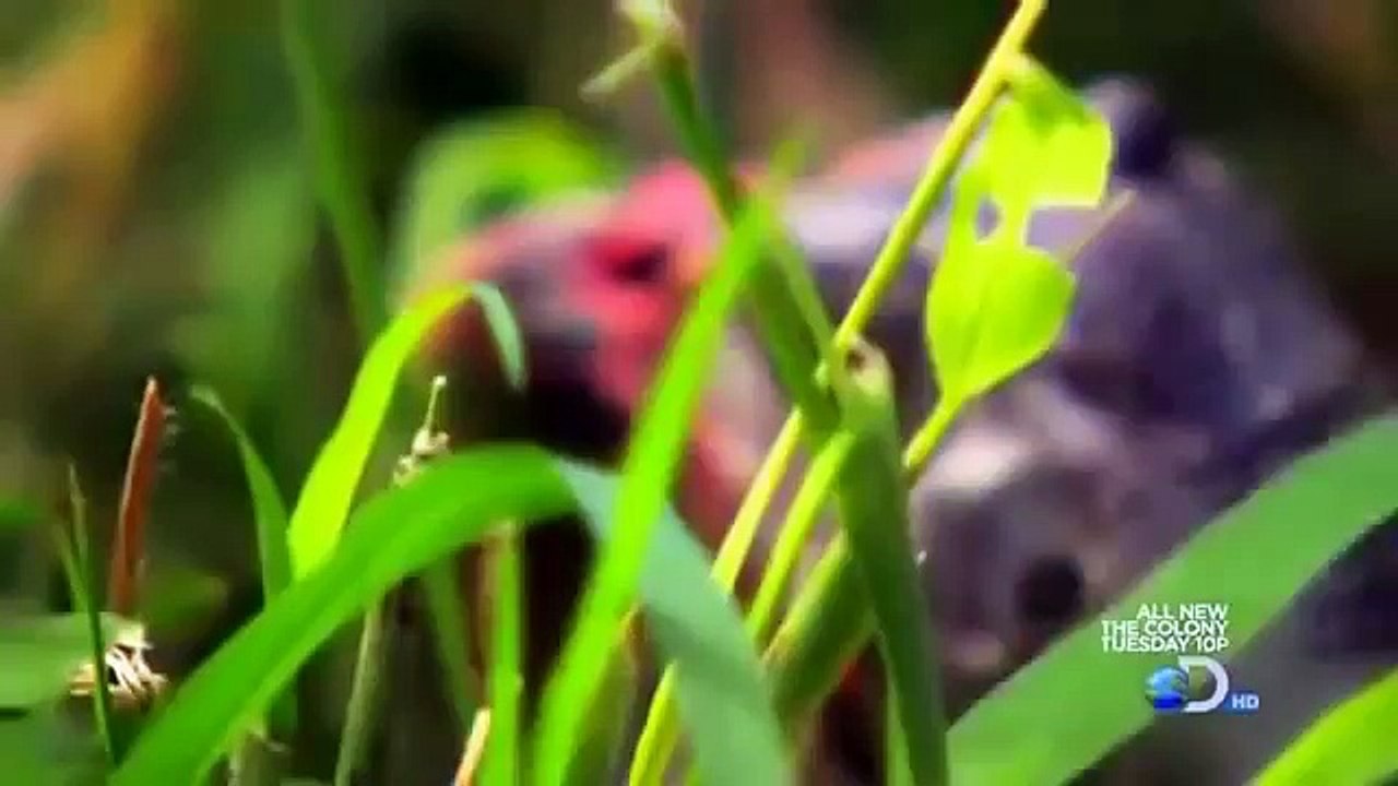 Caracal incredibly hunting birds in the air HD