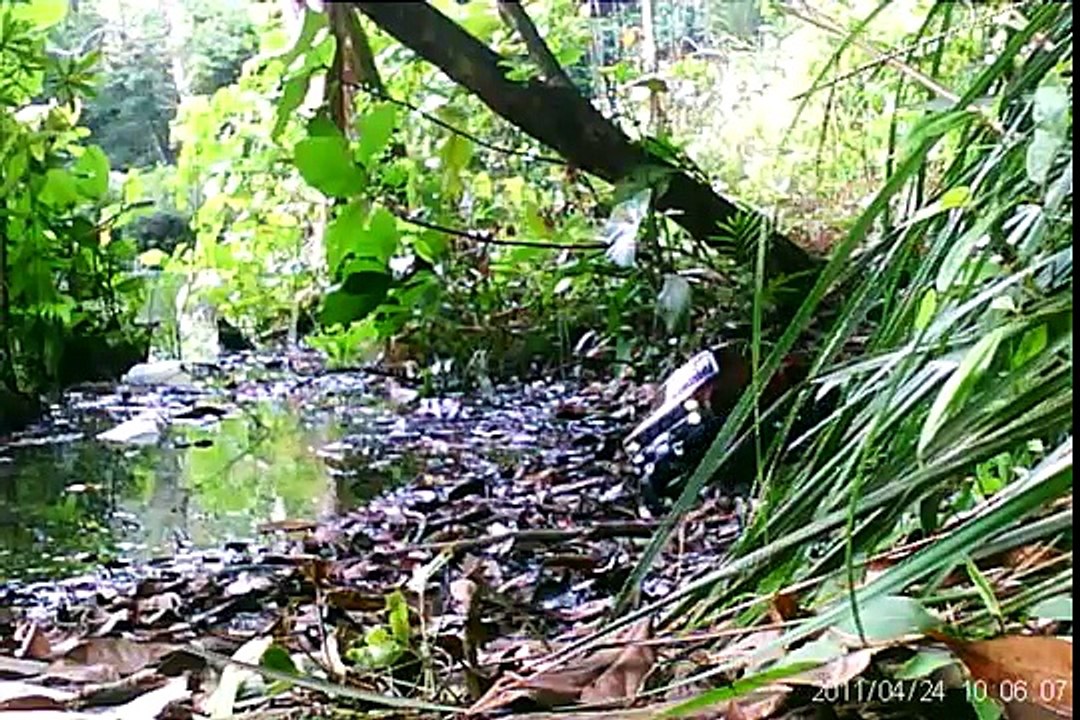 SGCrawlers Axial Scale Trail at Bangkit Road - SCX10 - Hilux - Honcho - Tundra - AX10