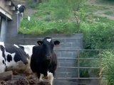 Vacas lecheras