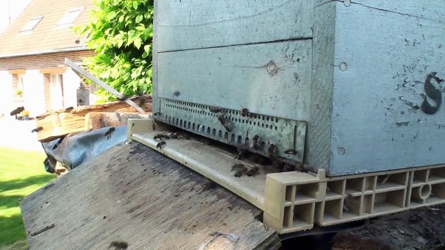 Abeilles. Arrivée d'un essaim dans une ruche piège