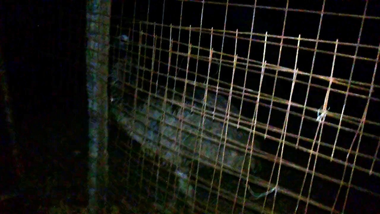 Emu bird