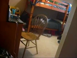 cat attacks dog and little girl