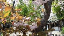 Cherry blossom 桜 sakura in Japan