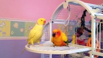 Sun conure & Indian Ringneck parrots dancing