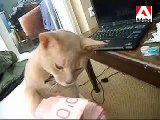 Cute Funny Cat counting money