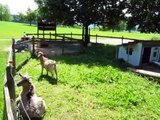 Beautiful Luzern (Switzerland): Farm house with animals near our home place