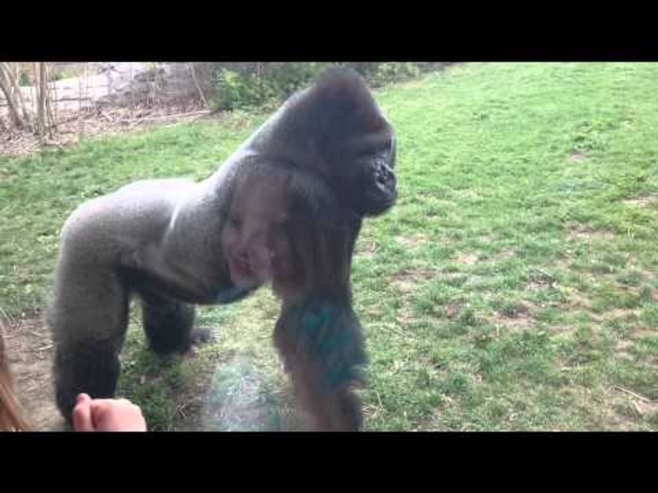 When a Silverback attacks.